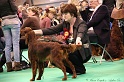 Crufts2011 876